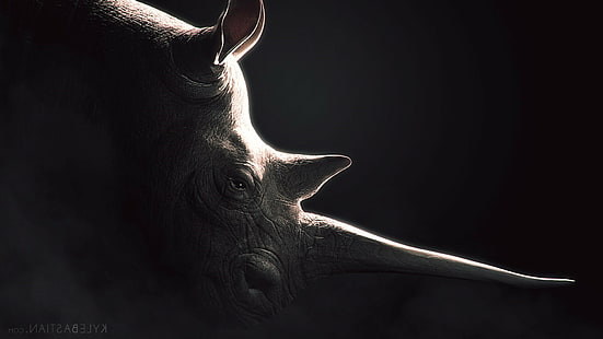 동물 코뿔소, HD 배경 화면 HD wallpaper
