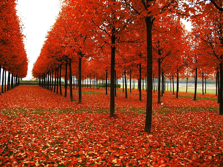 Rows of Autumn Trees, HD wallpaper