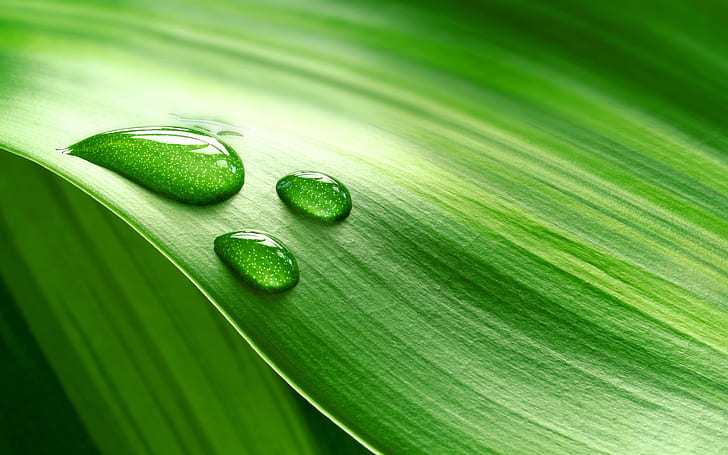 Piece of fresh green leaves with water drops, Leaves, Green, Drops, HD wallpaper