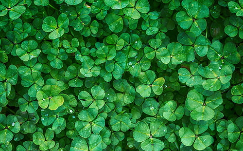 Happy St Patricks Day 2016, green leafed plant, Holidays, Saint Patrick's Day, Drops, Green, Clover, Background, Water, Plant, Luck, 2016, StPatricksDay, SaintPatricksDay, PatricksDay, HD wallpaper HD wallpaper