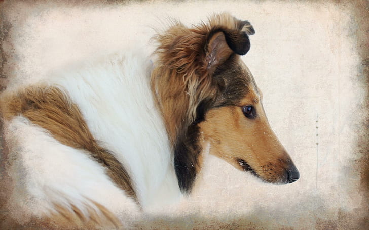 Collie, pintura áspera collie, filhote de cachorro, collie, leal, animal, animais, HD papel de parede