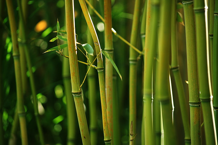 green bamboos, nature, green, thickets, stems, bamboo, HD wallpaper