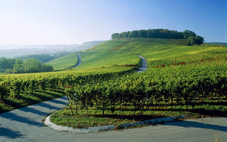 green leafed plants, road, Germany, the vineyards, HD wallpaper