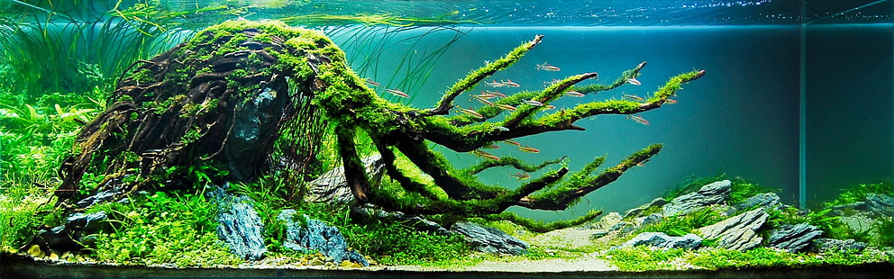 Künstlich hergestellt, Aquarium, HD-Hintergrundbild HD wallpaper