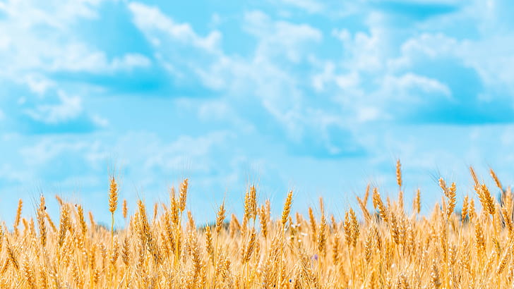 bidang, musim panas, langit, awan, alam, latar belakang, biru, gandum hitam, kuning, spikelet, roti, telinga, sereal, matang, bidang gandum, Wallpaper HD