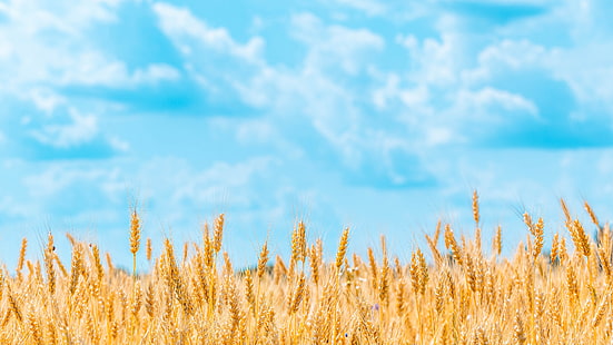  field, summer, the sky, clouds, nature, background, blue, rye, yellow, spikelets, bread, ears, cereals, ripe, rye field, HD wallpaper HD wallpaper