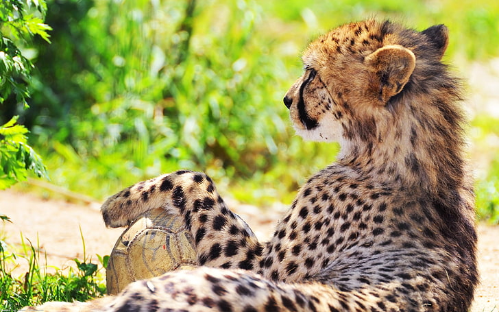 cheetah animal, cheetah, spotted, grass, blurring, HD wallpaper