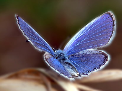 mariposa púrpura, mariposa, alas, aleta, patrones, Fondo de pantalla HD HD wallpaper