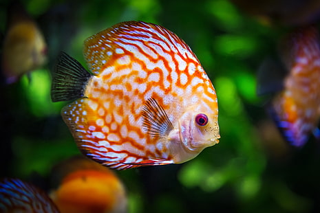 оранжевая и белая дисковая рыба, дискус, рыба, цвет, HD обои HD wallpaper