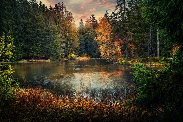 осень, лес, озеро, пруд, Швейцария, Юра, Pond Gruyere, Пруд Грюэра, HD обои
