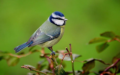 животные, птицы, синица, HD обои HD wallpaper