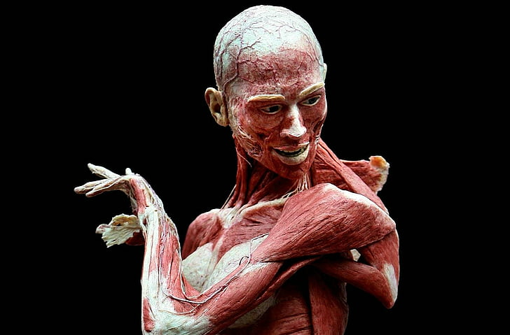 Artistik, Anatomi, Wallpaper HD