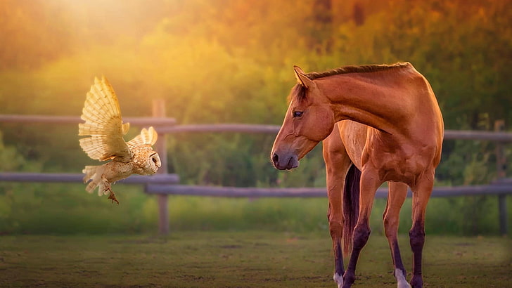 braunes Pferd und weiße Eule, die auf braunem trockenem Landfeld, Pferd, Tiere, Eule, Natur, Vögel steht, HD-Hintergrundbild