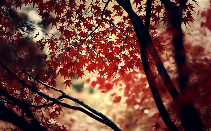 maple leaf, nature, trees, maple leaves, leaves, photography, branch, fall, HD wallpaper
