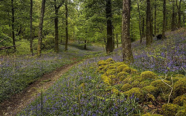 غابة البلوط الطحلب الأخضر الزهور الزرقاء الطبيعة إغلاق نا ليك منطقة انجلترا خلفية سطح المكتب HD 2560 × 1600، خلفية HD