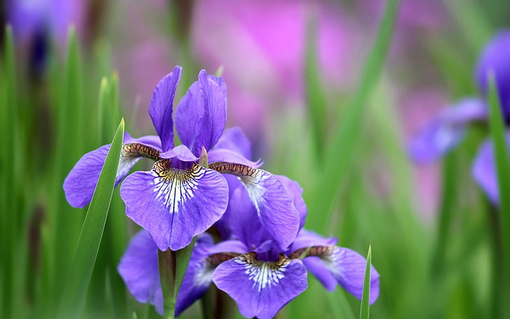 iris flores pétalos-Planta fondo de pantalla HD, flores de iris morado, Fondo de pantalla HD