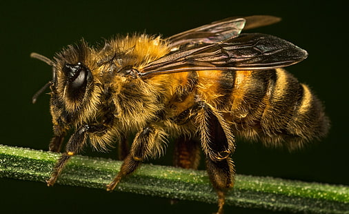 Насекомые, пчелы, макро, HD обои HD wallpaper