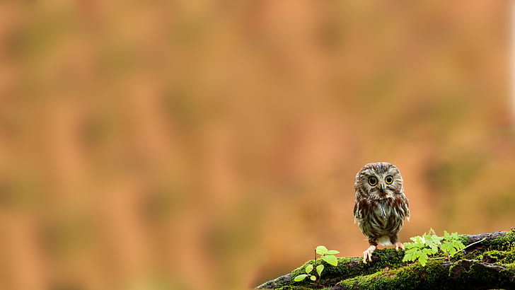 Owlet HD, baby, bird, cute, owl, owlet, HD wallpaper
