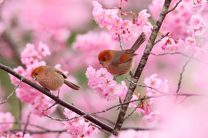 pink cherry blossom flowers, flowers, birds, branches, tree, spring, garden, pair, HD wallpaper