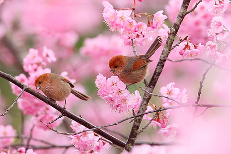 ดอกซากุระสีชมพู, ดอกไม้, นก, กิ่งไม้, ต้นไม้, ฤดูใบไม้ผลิ, สวน, คู่, วอลล์เปเปอร์ HD HD wallpaper