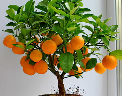 Orangenfruchtlos, Frucht, Zitrusfrucht, Mandarine, Blätter, Baum, HD-Hintergrundbild HD wallpaper