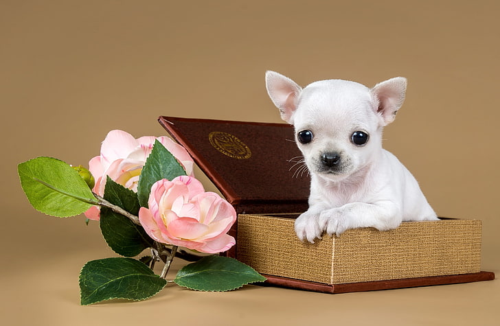 Perrito chihuahua blanco, flores, caja, lindo, perrito, chihuahua, Fondo de  pantalla HD | Wallpaperbetter