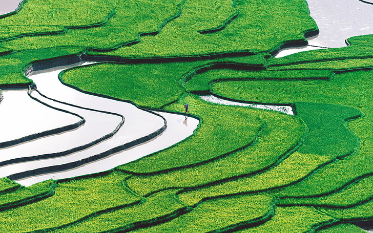 Chine printemps terrasses champs riz nature paysage, Fond d'écran HD