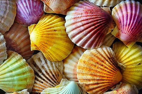 assorted-color seashell decor lot, macro, texture, shell, colorful, HD wallpaper HD wallpaper