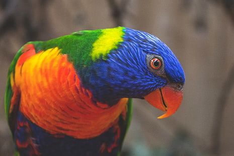 красная и разноцветная птица, радуга лорикет, попугай, птица, разноцветные, HD обои HD wallpaper