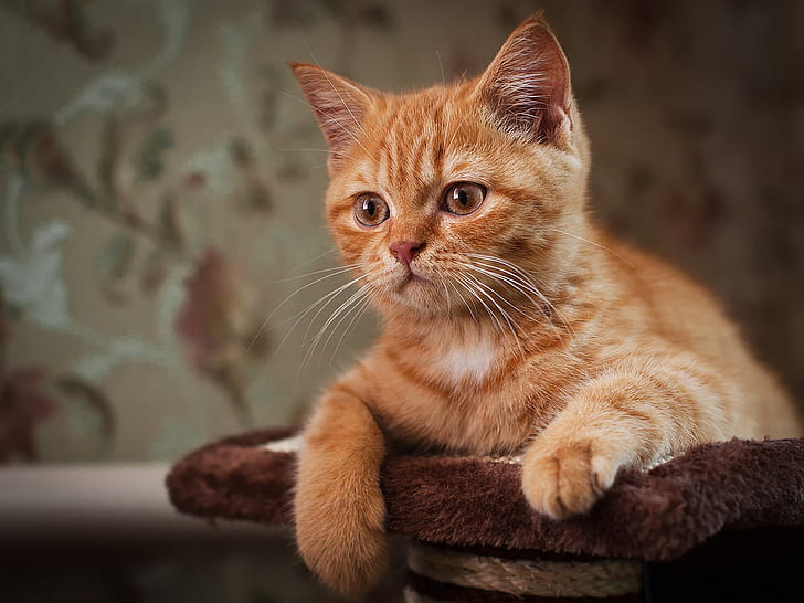 A brown cat eyes close-up, Brown, Cat, Eyes, HD wallpaper