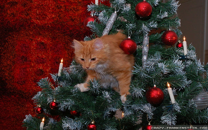I Want To Get Down Please, kitten, tree, christmas, animals, HD wallpaper