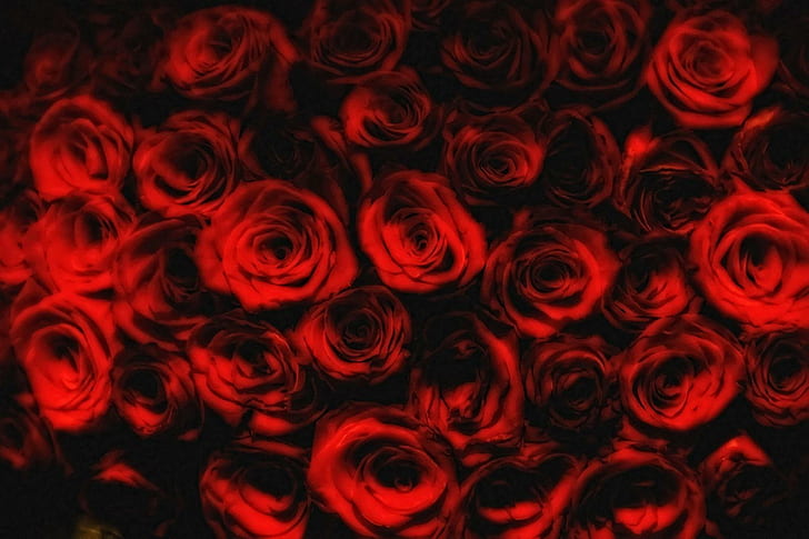 Paixão vermelha, rosas vermelhas, rosas, paixão, flores, HD papel de parede