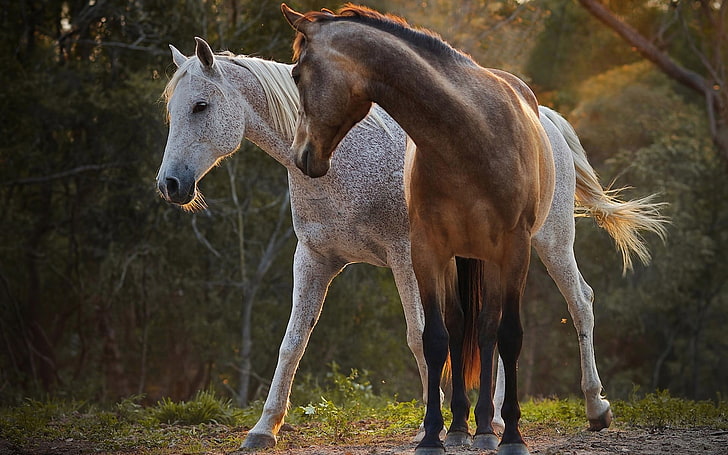 белые и коричневые лошади, конь, природа, животные, HD обои