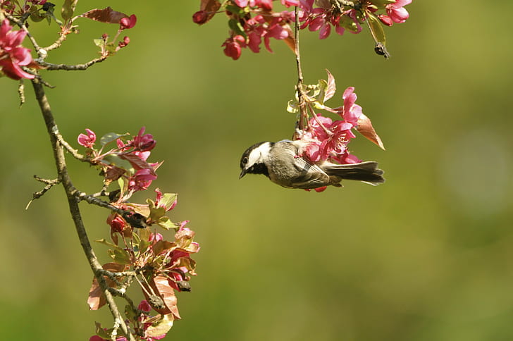 gray and black bird on the pink flower photo, gray, black bird, pink, flower, photo, spring, Putney  Vermont, Black-capped Chickadee, Poecile, crab apple, HD wallpaper