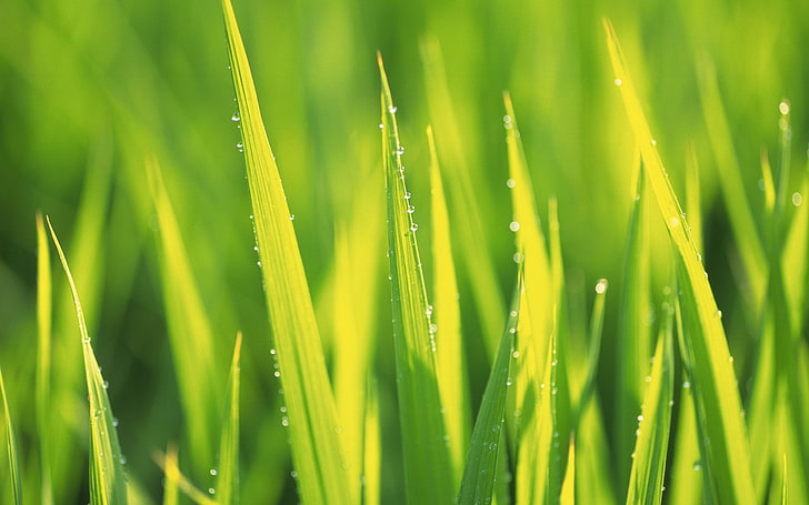 Wassertropfen, Gras, HD-Hintergrundbild