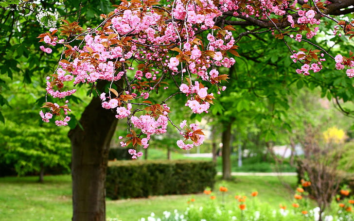 Пролетно парково дърво, розови цветя в пълен разцвет, пролет, парк, дърво, розово, цветя, разцвет, HD тапет