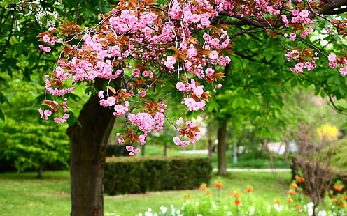 春の公園の木、満開のピンクの花、春、公園、木、ピンク、花、花、 HDデスクトップの壁紙 HD wallpaper