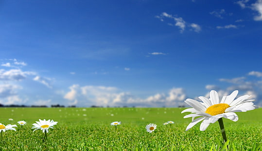 beyaz papatya çiçekleri, papatya, alan, gökyüzü, doğa, güneş, çimen, HD masaüstü duvar kağıdı HD wallpaper