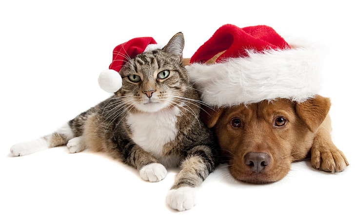 brązowy szczeniak i szary pręgowany kot, wakacje, kot, przyjaźń, pies, czapki, Tapety HD