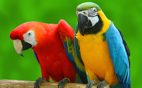 Amarelo e vermelho papagaios ramos pássaros Hd Wallpapers, HD papel de parede HD wallpaper