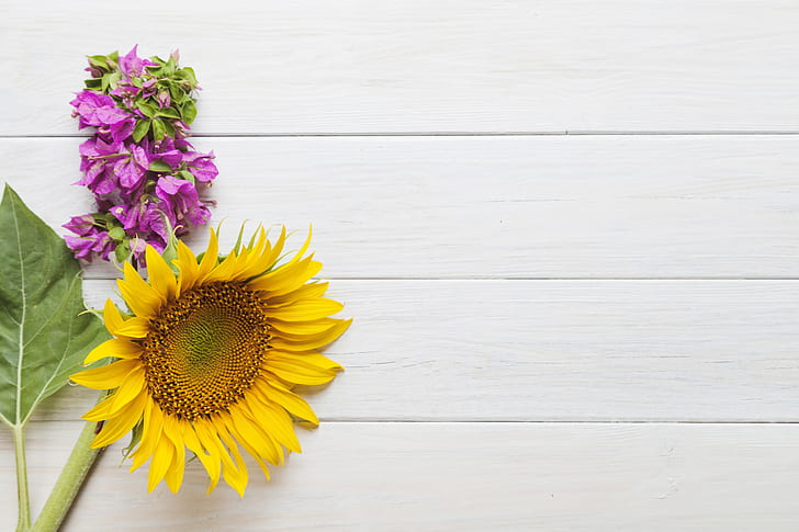 bunga, latar belakang, bunga matahari, Wallpaper HD