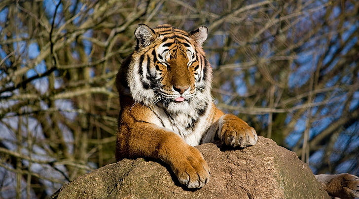amur, cat, muzzle, tiger, vacation, wild, HD wallpaper