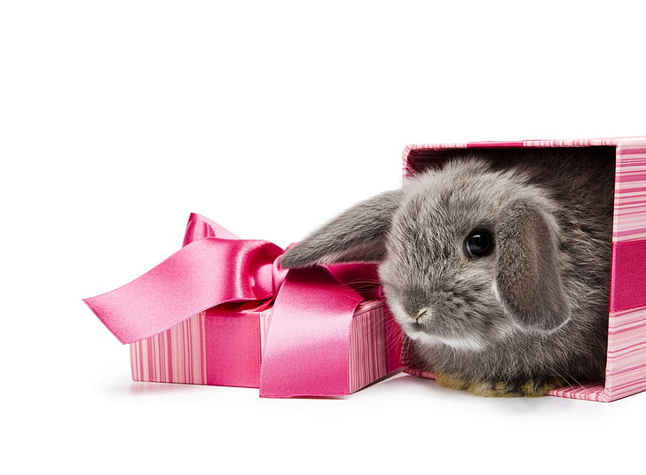 Geschenk, graues Kaninchen, Feiertage, Ostern, Häschen, Geschenk, fröhliche Ostern, Osterferien, Kaninchen, niedliches Kaninchen, HD-Hintergrundbild
