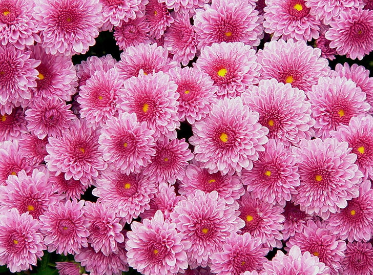 rosa krysantemumblommor, krysantemum, blommor, rosa, mycket, HD tapet