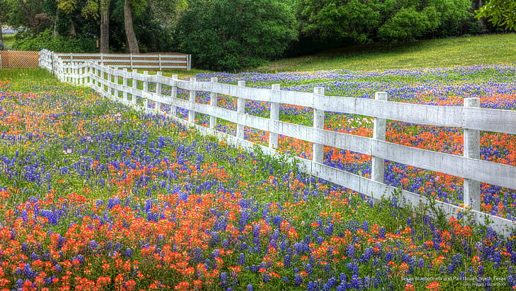 Texas Bluebonnets and Paintbrush, Северный Техас, Весна / Лето, HD обои