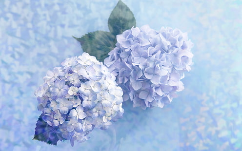 azul, hortensia, Fondo de pantalla HD HD wallpaper
