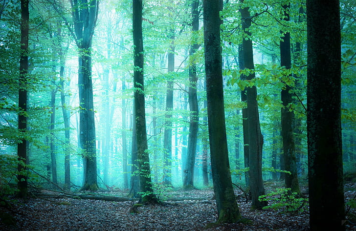 greens, forest, light, trees, fog, by Robin de Blanche, Glimpse, HD wallpaper
