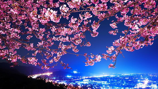 Japonés, cerezo, flor, 1920x1080, 4k fotos, Fondo de pantalla HD HD wallpaper
