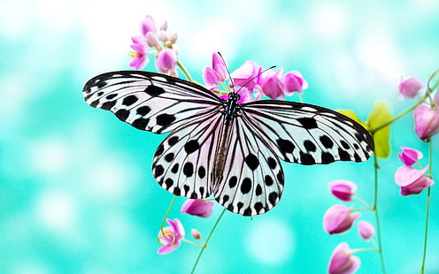 Mariposa amor flores de color púrpura, Mariposa, Amor, Púrpura, Flores, Fondo de pantalla HD HD wallpaper
