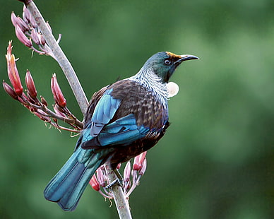 青と黒の鳥、t、t、T、ハラケケ、青、黒の鳥、black、固有種、ニュージーランド、亜麻、ハニーイーター、メリファギダエ、モスデル、鳥、自然、野生動物、動物、くちばし、 HDデスクトップの壁紙 HD wallpaper